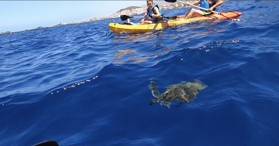 Tenerife: Kayak Safari and Snorkel in a Marine Reserve - Stop 1: The Starting Area Briefing (And Why It Helps)