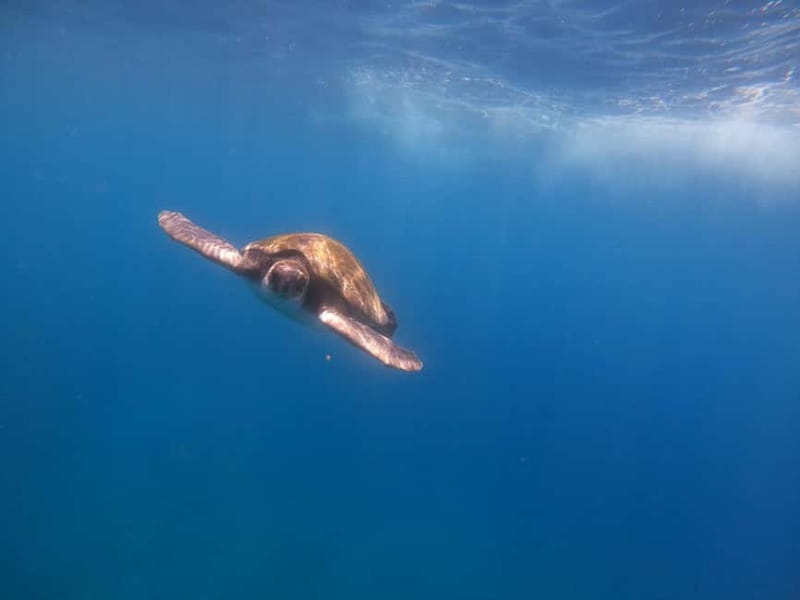 Tenerife: Kayak Sea Safari with Snorkel and Snacks - Paddling to Cueva de los Enamorados: Cliffs, Photos, and That Ocean-Front Feeling