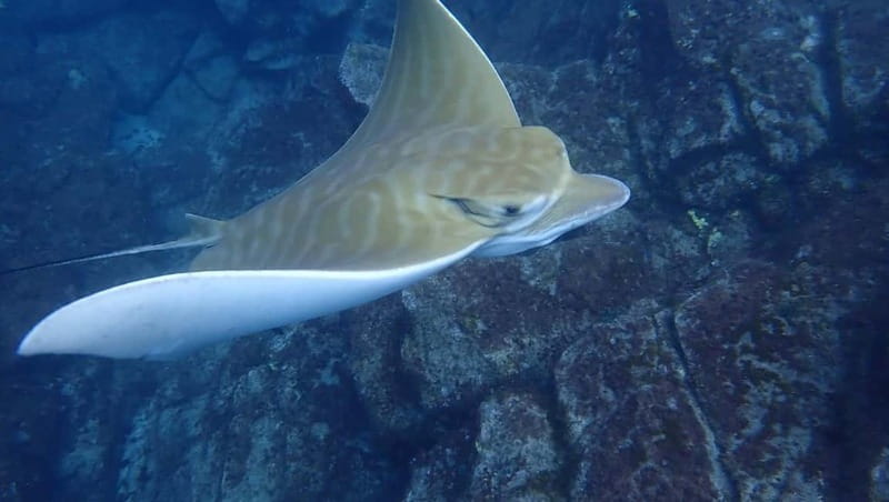 Tenerife: Kayak Sea Safari with Snorkel and Snacks - Dolphins and Turtles: How to Think About Wildlife on This Safari