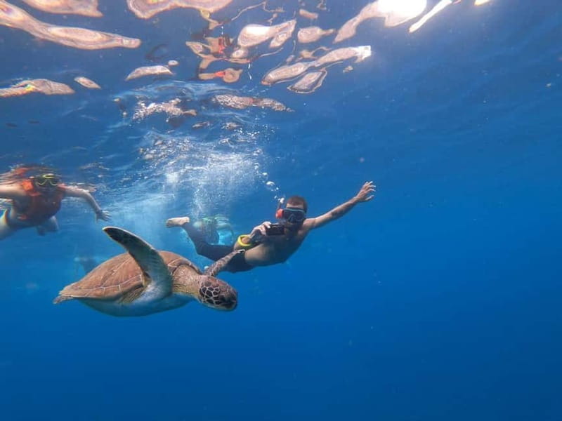 Tenerife: Kayak & Snorkel Tour with Snacks & Sea Life Safari - Paddle Along Los Cristianos Cliffs: Where the Views Do the Work
