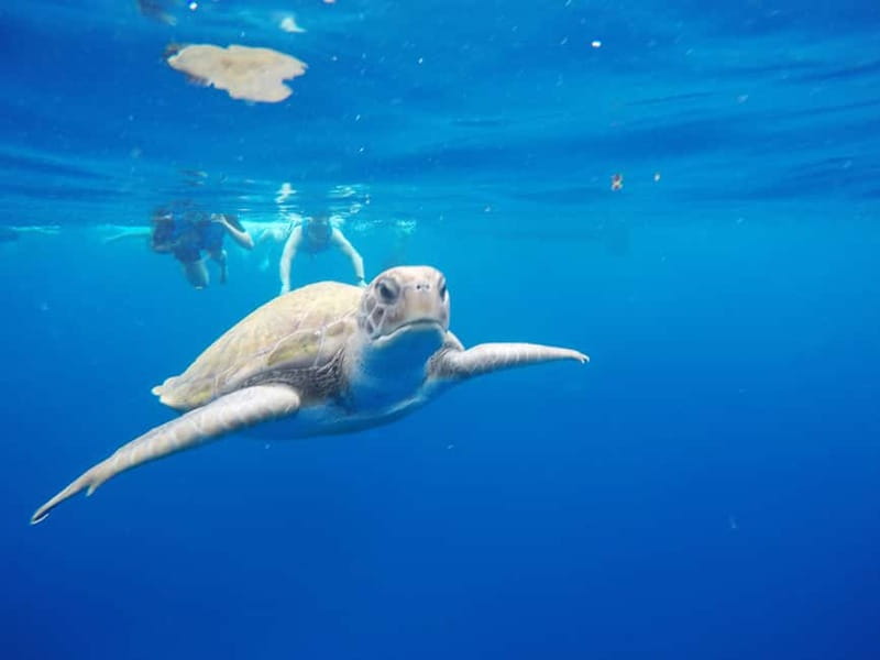 Tenerife: Kayak & Snorkel with Local Fauna, Photos Included - Snorkeling the Sea Caves: Marine Life Chances and How to Maximize Them