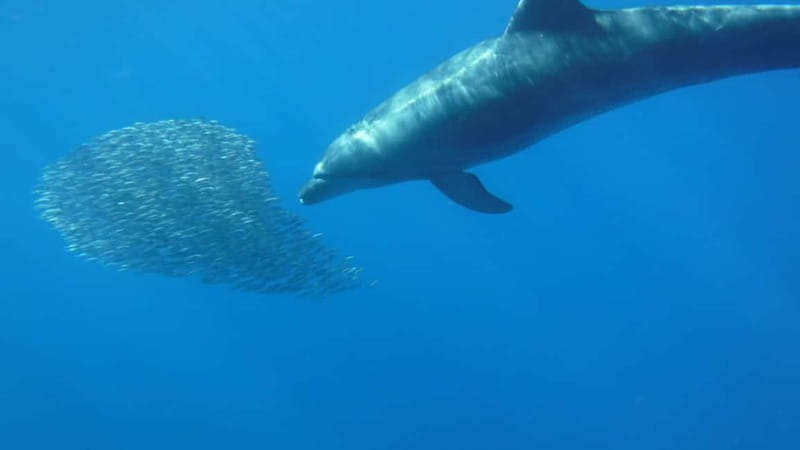 Tenerife: Kayak & Snorkel with Local Fauna, Photos Included - Should You Book This Tenerife Kayak and Snorkel?