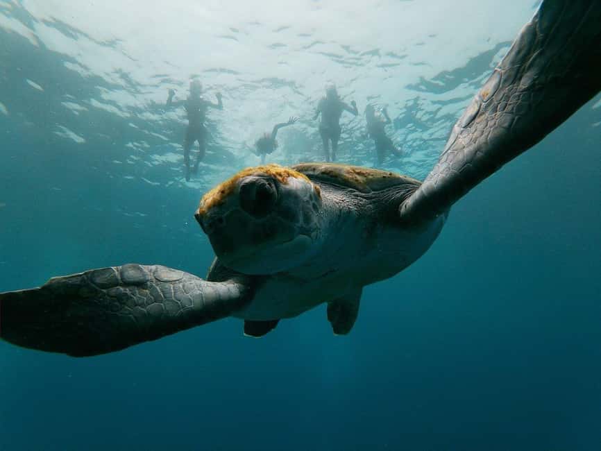 Tenerife: Kayak & Snorkeling, Marine Fauna Watching - Key things I’d pencil into your plan