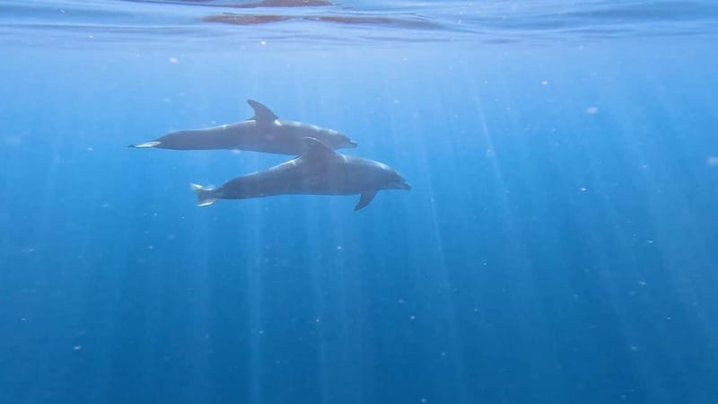 Tenerife: Kayak & Snorkeling Tour - Small Groups - Should you book this Tenerife kayak and snorkeling tour?