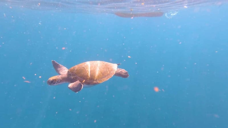 Tenerife: Kayak & Snorkeling Tour - Small Groups - Price and value: what $37 buys you in practice