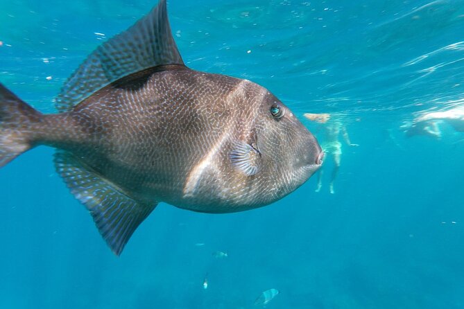 Tenerife Kayak Tour with Marine Wildlife Spotting and Snorkeling - Wildlife Spotting: How Guides Help You See More