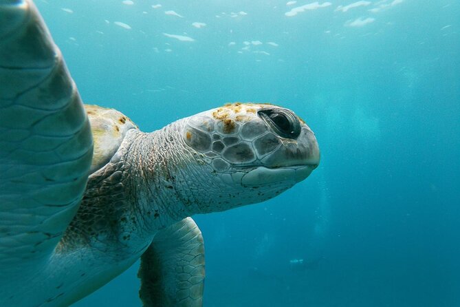 Tenerife Kayak Tour with Marine Wildlife Spotting and Snorkeling - The Guide Experience: Marco, Ares, and Real Communication