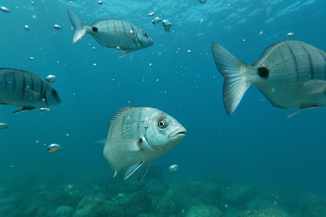 Tenerife Kayak Tour with Marine Wildlife Spotting and Snorkeling - Photo Shoot Moments and the Snack Reset