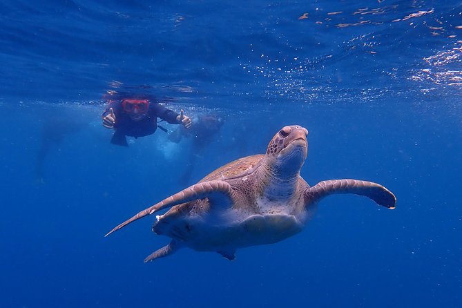 Tenerife: Turtle & Dolphin Kayak Tour with Snorkel & Wetsuit - Wildlife Scanning for Up to Five Dolphin Species