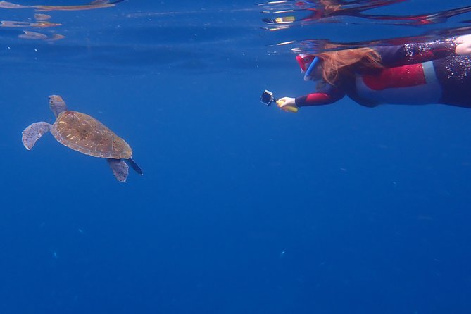 Tenerife: Turtle & Dolphin Kayak Tour with Snorkel & Wetsuit - Price and Value: What You Get for $42.33