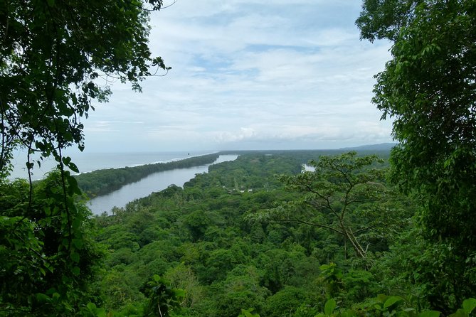 The best of Tortuguero: Canoe, hike and night tour (turtle in Jul-Oct) - The 11:00 am park walk: your on-foot look at the forest