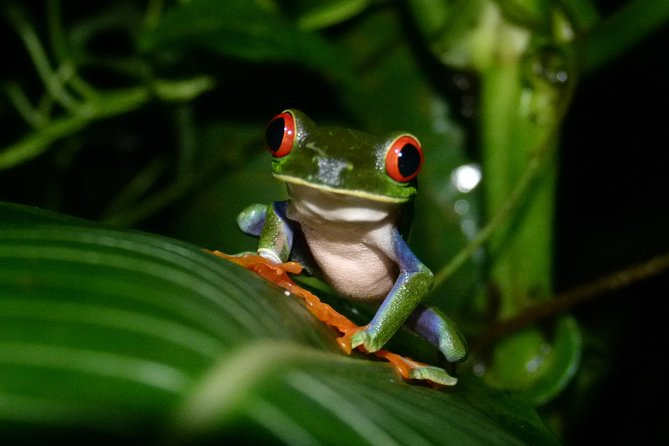 The best of Tortuguero: Canoe, hike and night tour (turtle in Jul-Oct) - Timing, breaks, and logistics that affect your enjoyment