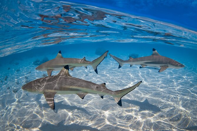 The Vanilla tour of Taha'a in a comfortable outrigger canoe - Jardin de Corail Snorkelling: Guided Reef “Paths” and Shark Chances