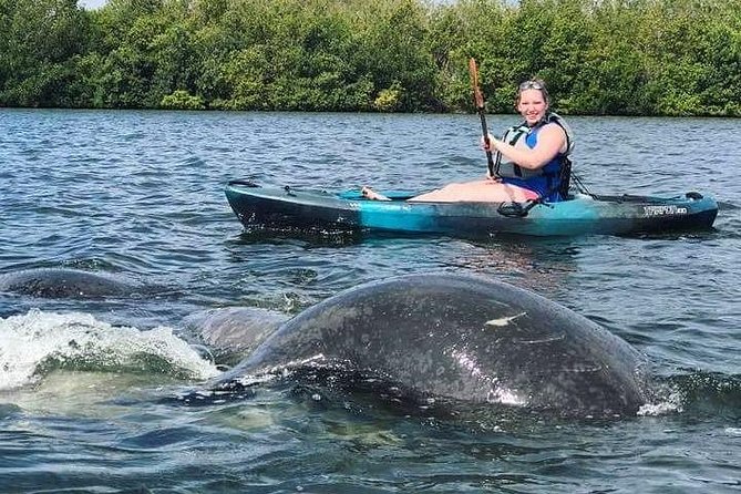 Thousand Island Mangrove Tunnel, Manatee & Dolphin Kayak Tour w/Cocoa Kayaking - What you might spot: timing, manatee season, and bird life in the Thousand Islands