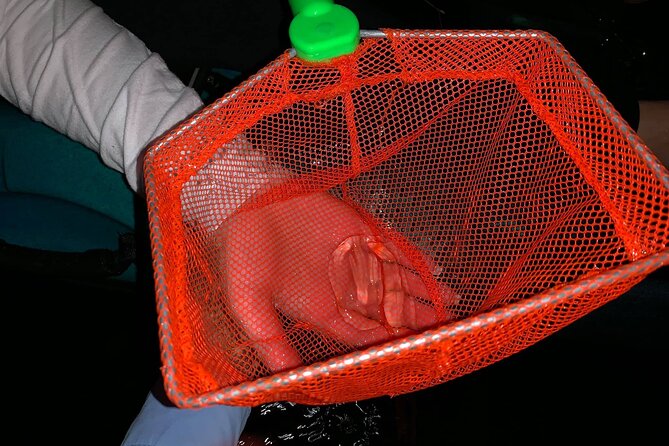Thousand Islands Bioluminescent Kayak Tour with Cocoa Kayaking! - Meeting Point and the Two-Hour Flow That Keeps It Fun