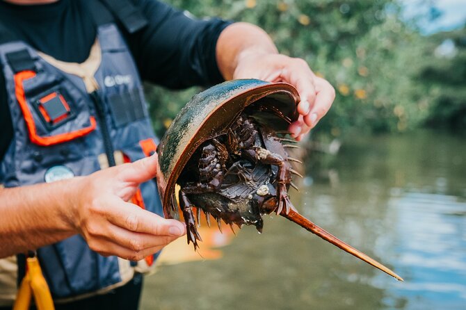 Thousand Islands Mangrove Tunnel Kayak Tour with Cocoa Kayaking! - Kayaks and Comfort: Tarpon 120s, Tandem Options, and Real Support