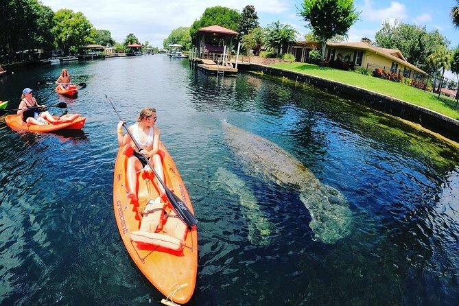 Three Sisters Springs Kayak And Swim Eco-Tour Crystal River - Manatees and season: when to set expectations
