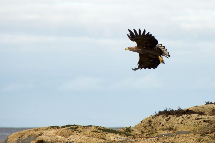 Tromsø: Winter Sea Kayaking Tour with Wildlife Sightings - Key highlights that matter