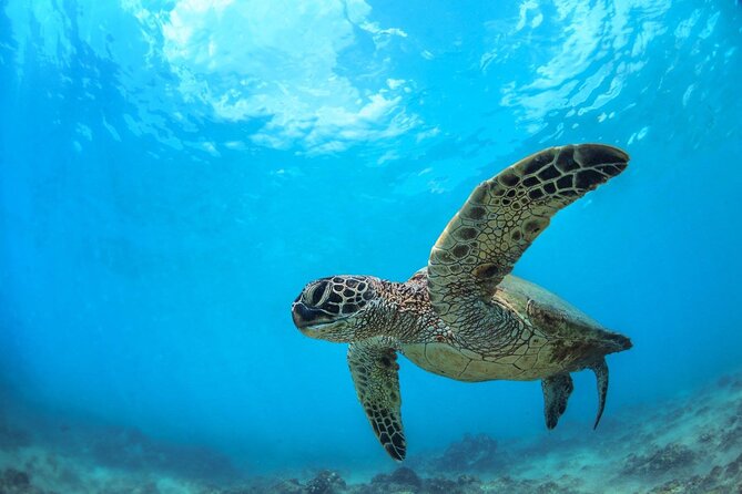 Turtle Reef Kayak Tour of Makena, Maui - Why Makena Bay works for first-timers and families