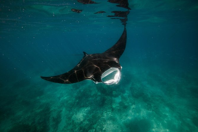 Turtle Tour - Ningaloo Reef Half Day Sea Kayak and Snorkel Tour - The gear and sun protection that make this easier than it sounds