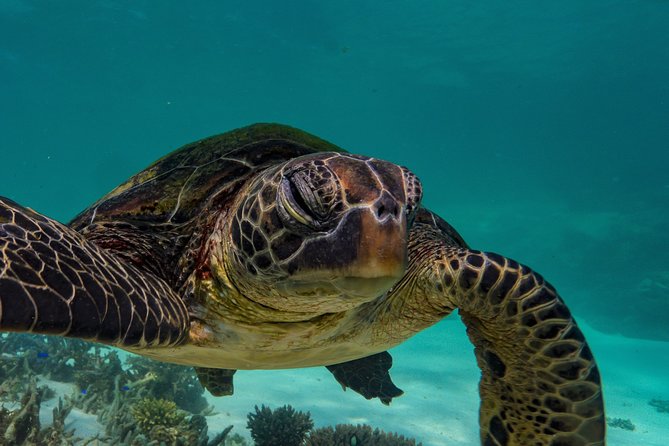 Turtle Tour - Ningaloo Reef Half Day Sea Kayak and Snorkel Tour - Price and value: is $107.59 worth it?