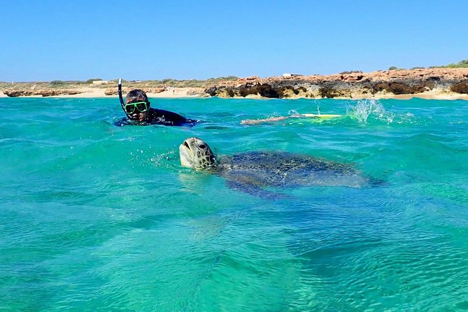 Turtle Tour - Ningaloo Reef Half Day Sea Kayak and Snorkel Tour - Kayaking Ningaloo’s nursery waters for turtles and rays
