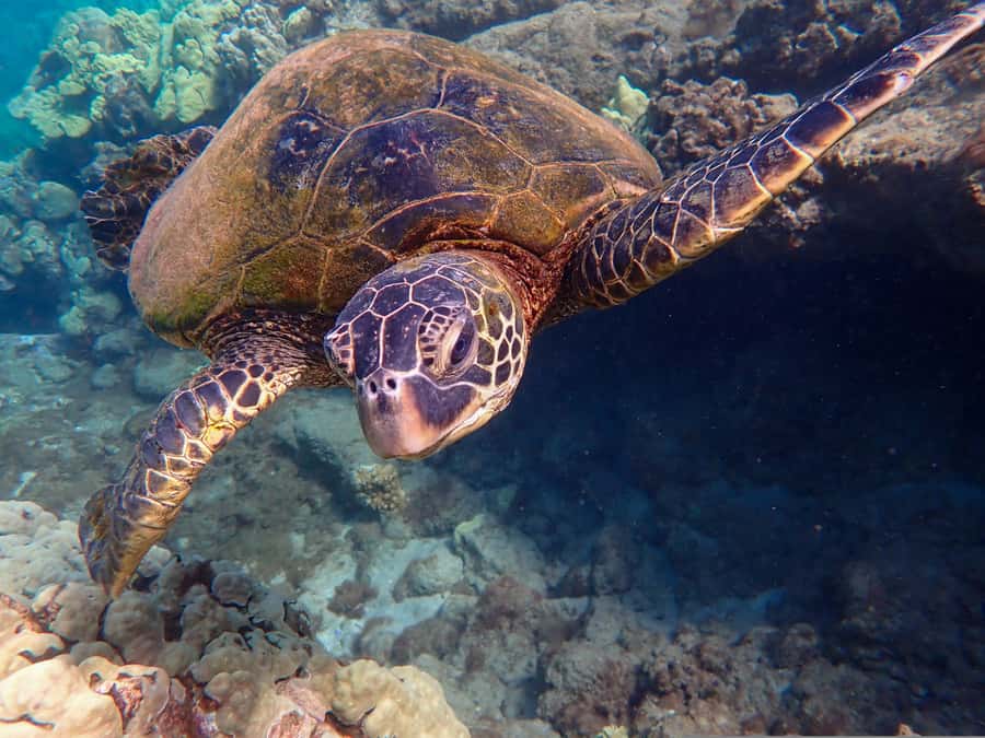 Turtle Town Clear Kayak & Snorkel Tour (8am-11am) - Quick hits before you go