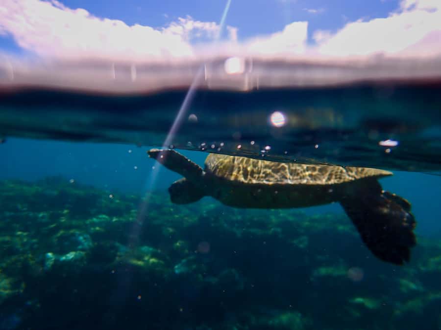 Turtle Town Clear Kayak & Snorkel Tour (8am-11am) - Clear kayaks: What you actually see before snorkeling