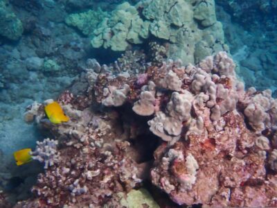 Turtle Town Clear Kayak & Snorkel Tour (8am-11am) - The paddling-snorkel rhythm (and why it works)