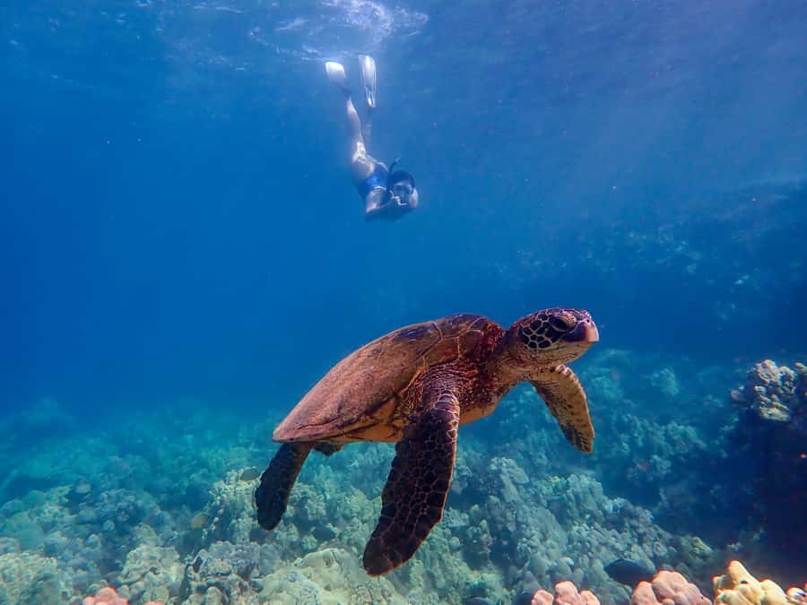 Turtle Town Clear Kayak & Snorkel Tour (8am-11am) - Guide style that makes the difference: Chris, Kris, Kim, KP, and Macarena
