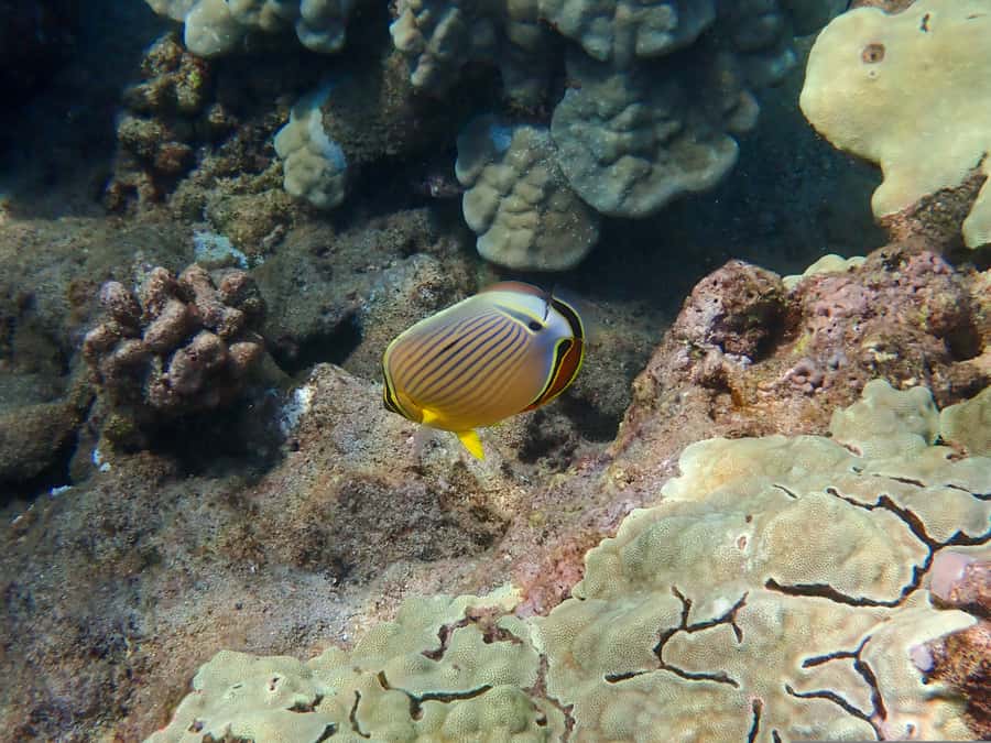 Turtle Town Clear Kayak & Snorkel Tour (8am-11am) - Comfort and effort: Moderate fitness, kayak entry, and motion sickness
