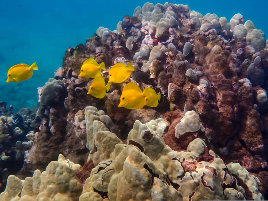 Turtle Town Clear Kayak & Snorkel Tour (8am-11am) - Price and value: Is $130 worth it for a 3-hour tour?