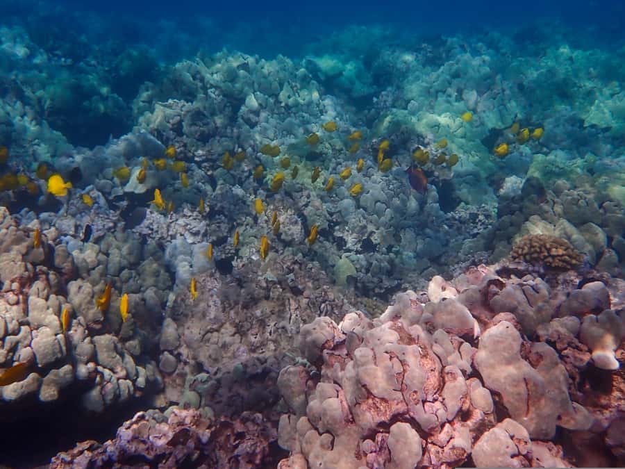 Turtle Town Clear Kayak & Snorkel Tour (8am-11am) - What’s included vs. what costs extra