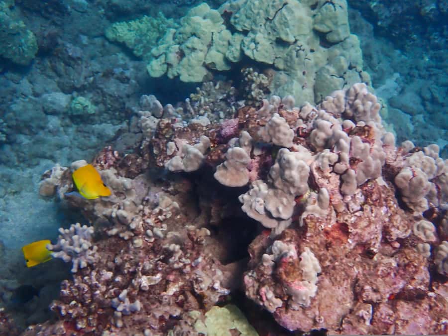 Turtle Town Clear Kayak & Snorkel Tour (8am-11am) - The paddling-snorkel rhythm (and why it works)