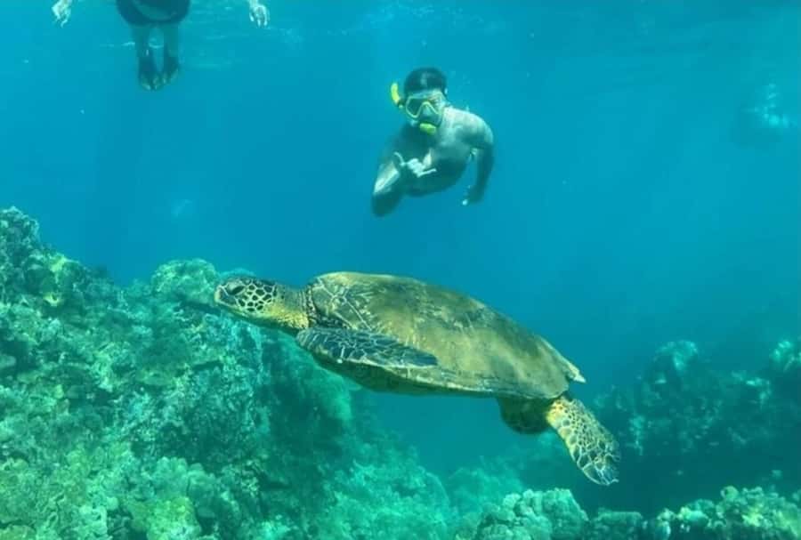 Turtle Town, Makena; Clear Bottom Kayak and Snorkel Tour - Turtle Town Kayak and Snorkel: Why This Works Better Than Just Picking a Spot