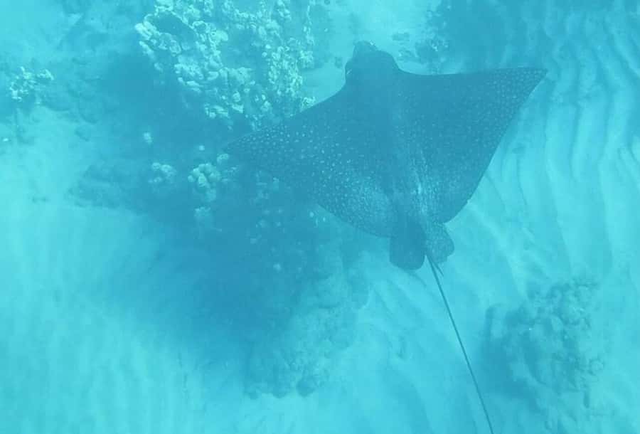 Turtle Town, Makena; Clear Bottom Kayak and Snorkel Tour - Wildlife Highlights: Turtles, Manta Rays, and the Winter Whale Bonus