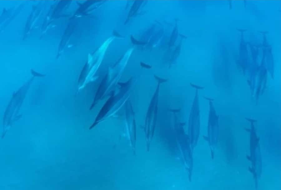 Turtle Town, Makena; Clear Bottom Kayak and Snorkel Tour - The Views: Haleakala, West Maui Mountains, and Molokini From the Water