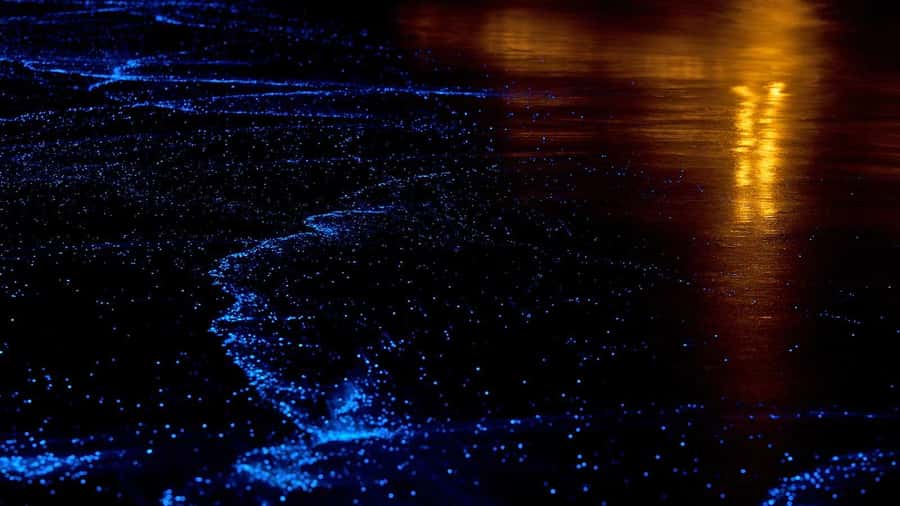 Twilight Sea Canoe to James Bond Island w/ Glowing Plankton - Wildlife on limestone lagoons: the “you might miss this” moments