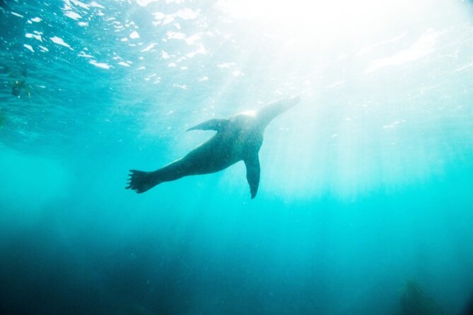 Two Hour Kayak and Snorkel Tour for Two in La Jolla - Kayak-and-snorkel for two: why 2 hours feels like the right length