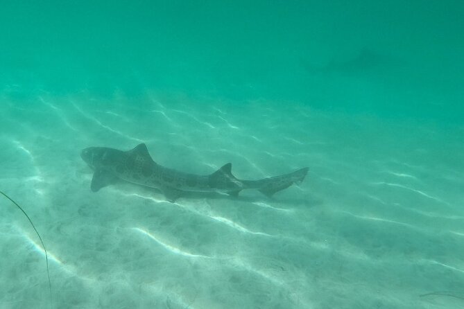 Two Hour Kayak and Snorkel Tour for Two in La Jolla - Logistics that affect your comfort: meeting point, timing, and transport