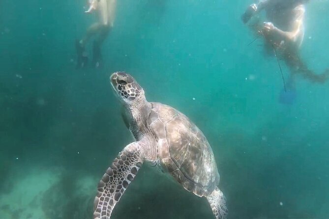 Two Hour Kayak and Snorkel Tour for Two in La Jolla - Sea caves vs. La Jolla Cove: choose the right tour for the photos you want