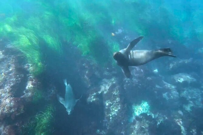 Two Hour Kayak and Snorkel Tour for Two in La Jolla - Who should book (and who should choose something else)
