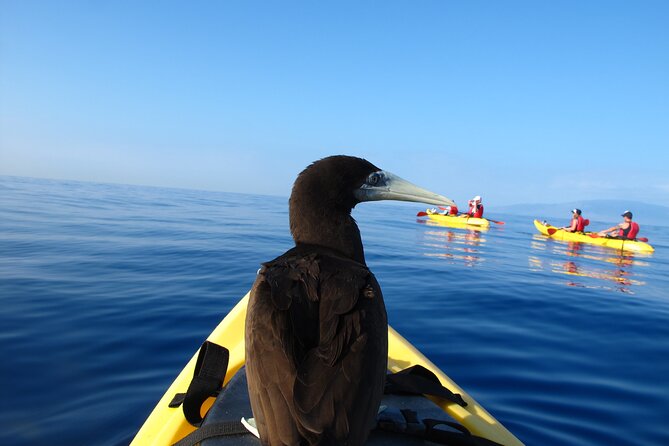 Ultimate Maui Kayak Snorkel Experience - Gear and comfort: what’s provided and what you should bring
