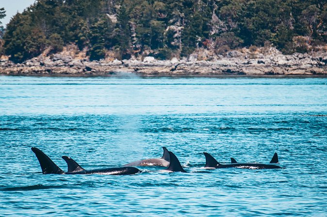 Vancouver Island: Half-Day Kayak Tour from Telegraph Cove - Who should book this trip, and who might want a different option