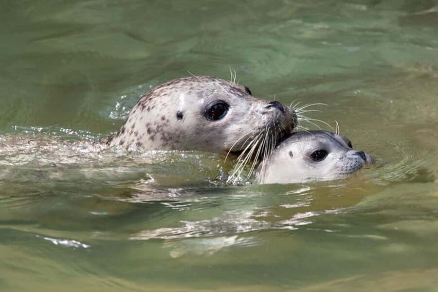 Vancouver: Snorkel, Kayak, and Seal Adventure Boat Tour - Why Horseshoe Bay Makes This a Real Vancouver Escape