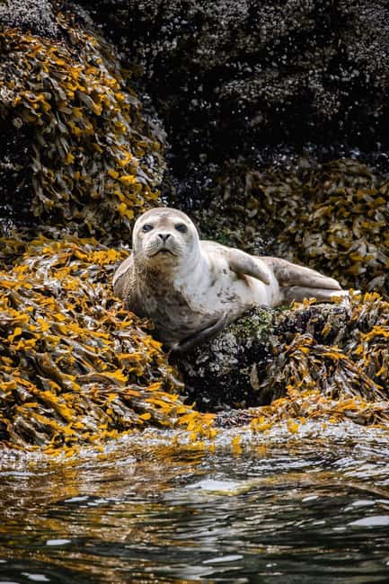 Vancouver: Snorkel, Kayak, and Seal Adventure Boat Tour - On-Board Breaks: Hot Soup, Snacks, and the Return Cruise