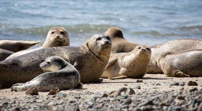 Vancouver: Snorkeling Seals Kayaking Scenic Boat Tour - Season choice: when snorkeling happens and when it doesn’t