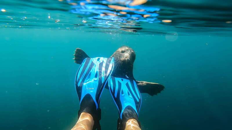 Vancouver: Snorkeling Seals Kayaking Scenic Boat Tour - Who this tour suits best (and who might want to choose differently)