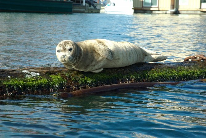 Victoria Harbour Kayak Tour - Quick hits: what you get on this kayak tour