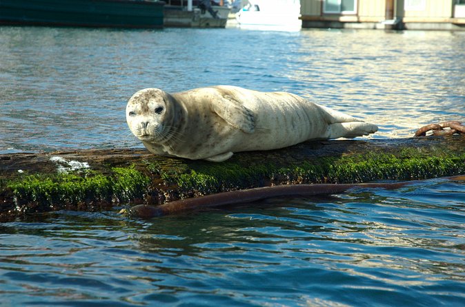 Victoria Harbour Kayak Tour - Sights you’re likely to see from the harbour